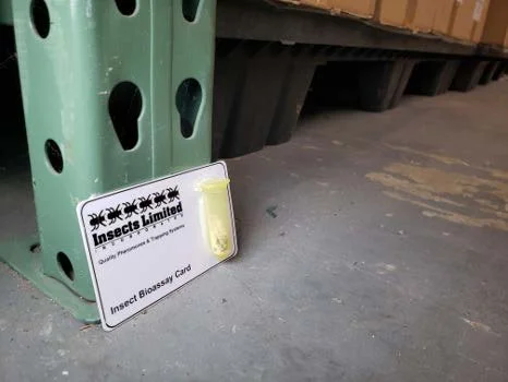 Pheromone trap sticky card with captured stored product insects