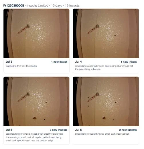 SightTrap camera images tracking Indian meal moth captures over one week