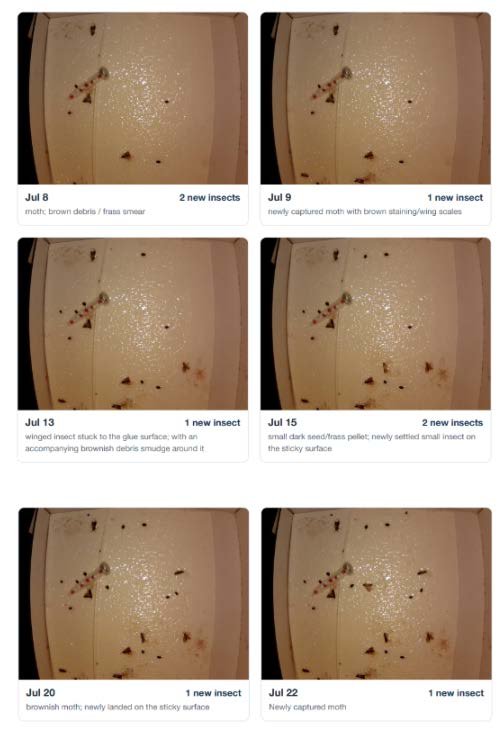 SightTrap camera images showing continued moth captures over a second week