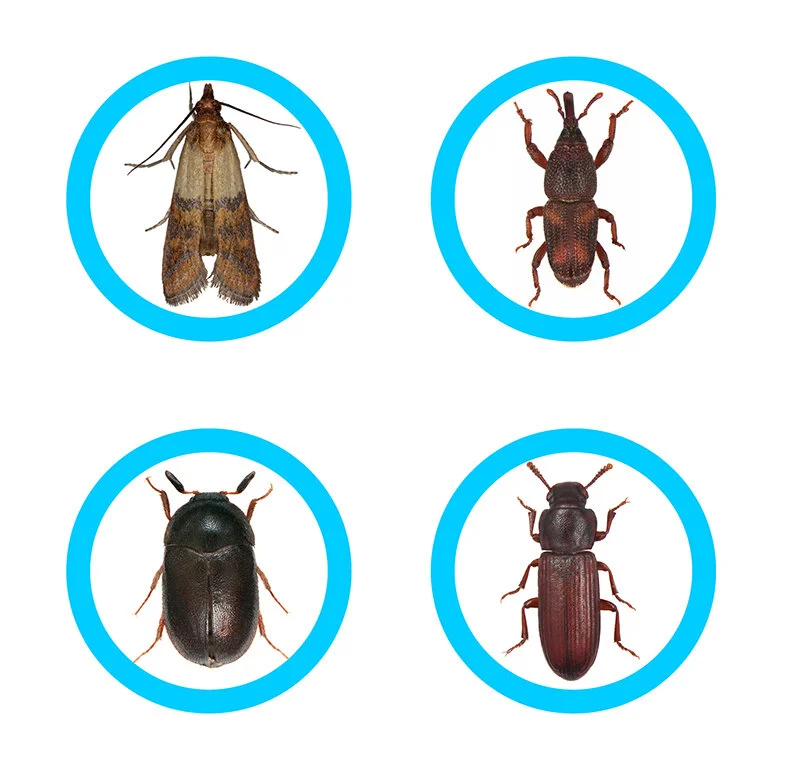 Stored product pests square.jpg