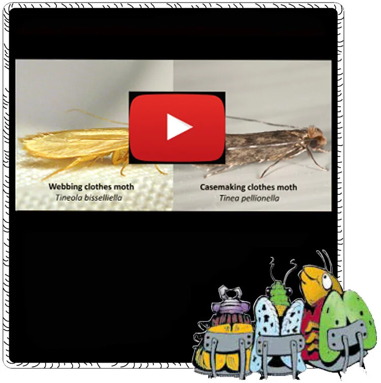 Videos watched by bugs students.jpg