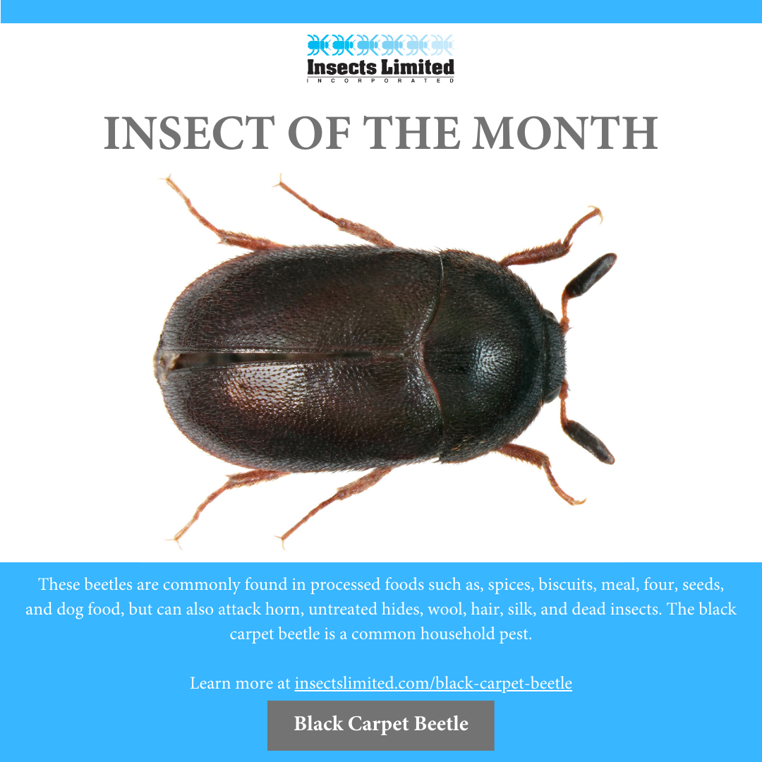 Insect Of The Month Black Carpet Beetle Attagenus Unicolor Insects Limited