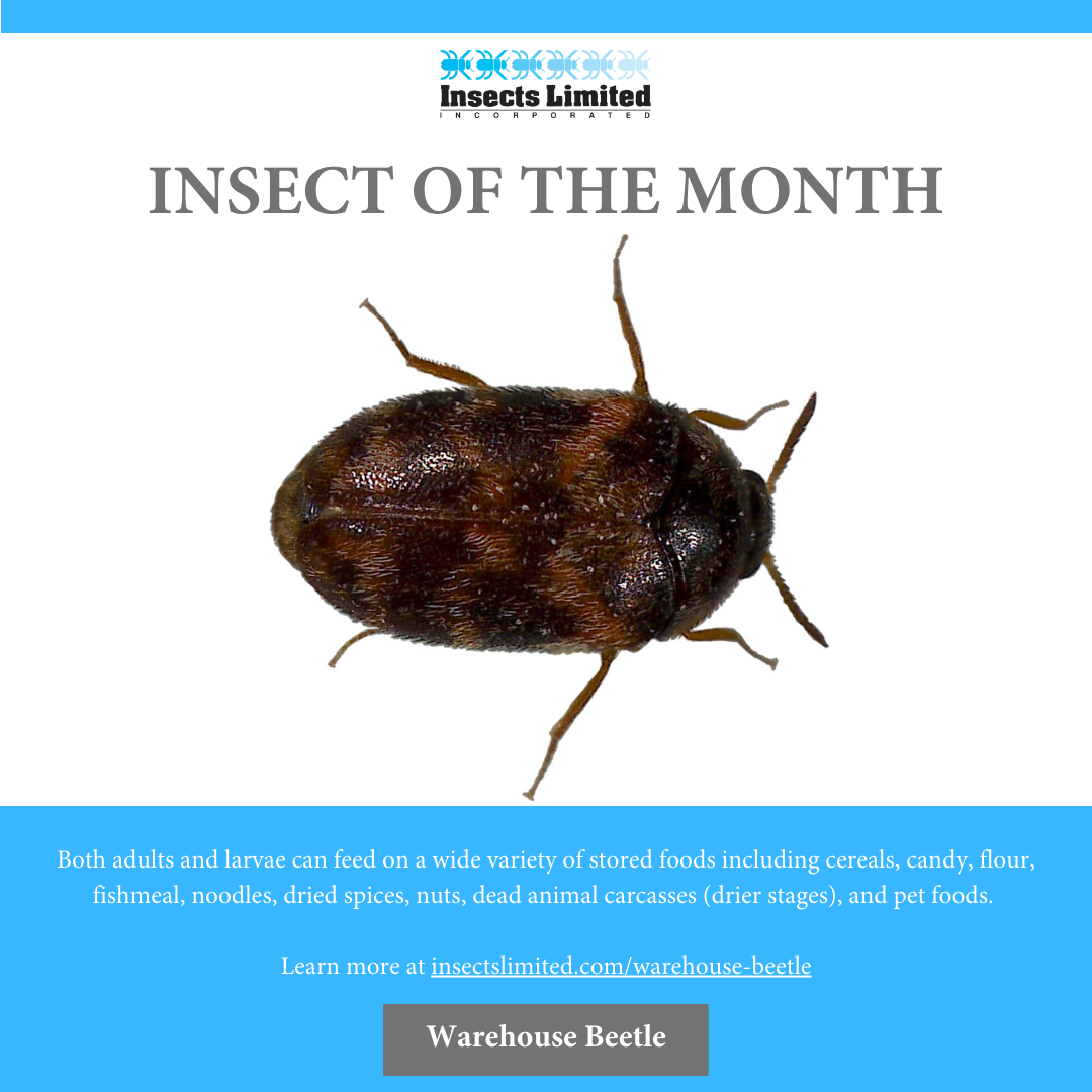 Insect of the Month: Warehouse Beetle (Trogoderma Variable) — Insects ...
