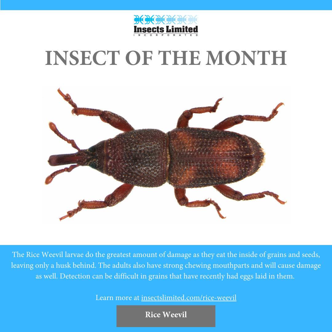 Insect of the Month: Rice Weevil (Sitophilus oryzae) — Insects Limited ...
