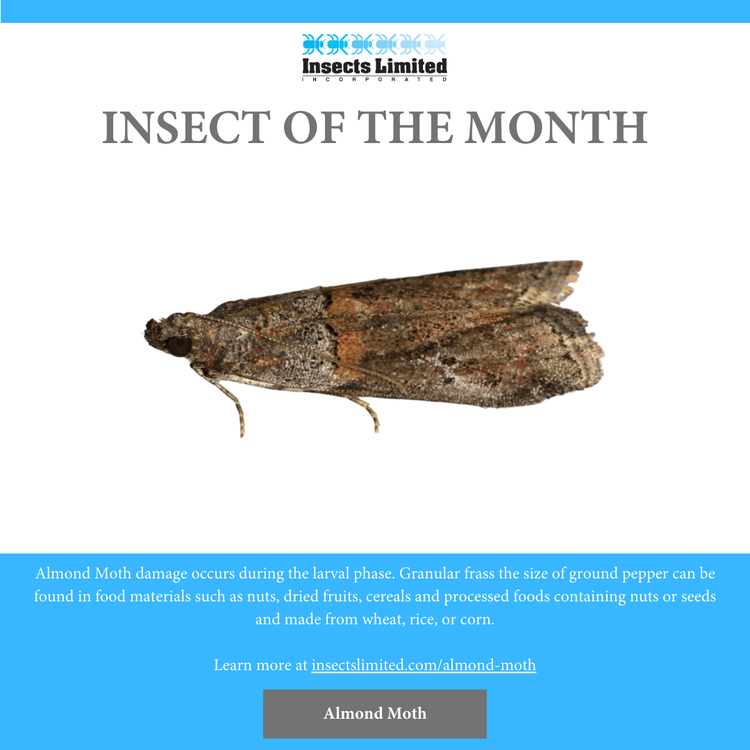 Insect of the Month: Almond Moth (Ephestia cautella)