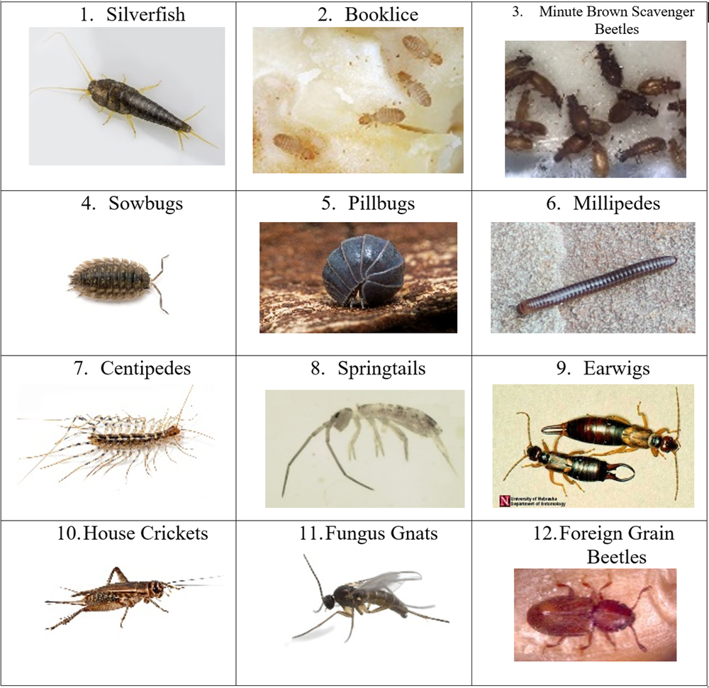 Notorious bugs found in high moisture environments — Insects Limited