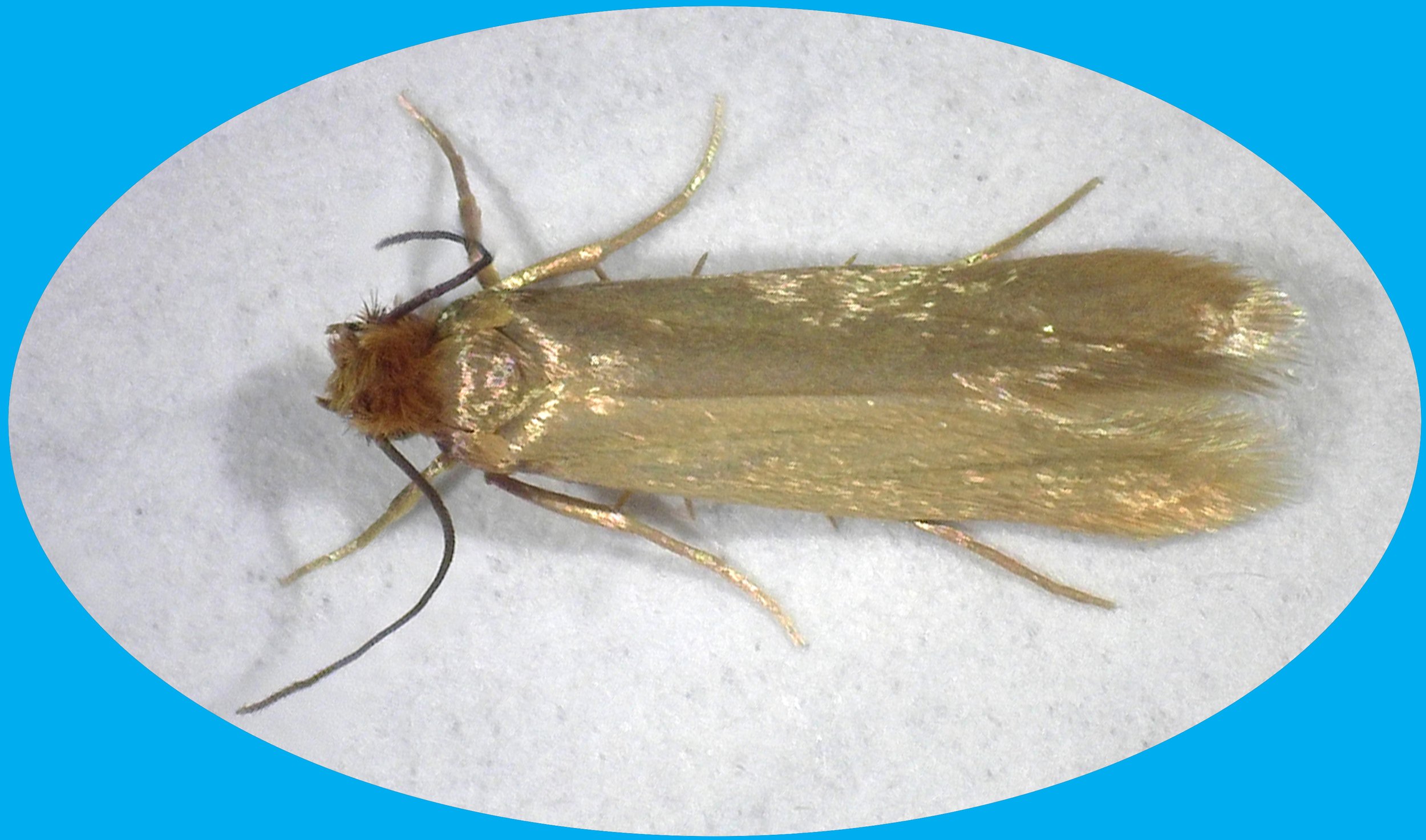 Insect of the Month: Webbing Clothes Moth (Tineola bisselliella ...