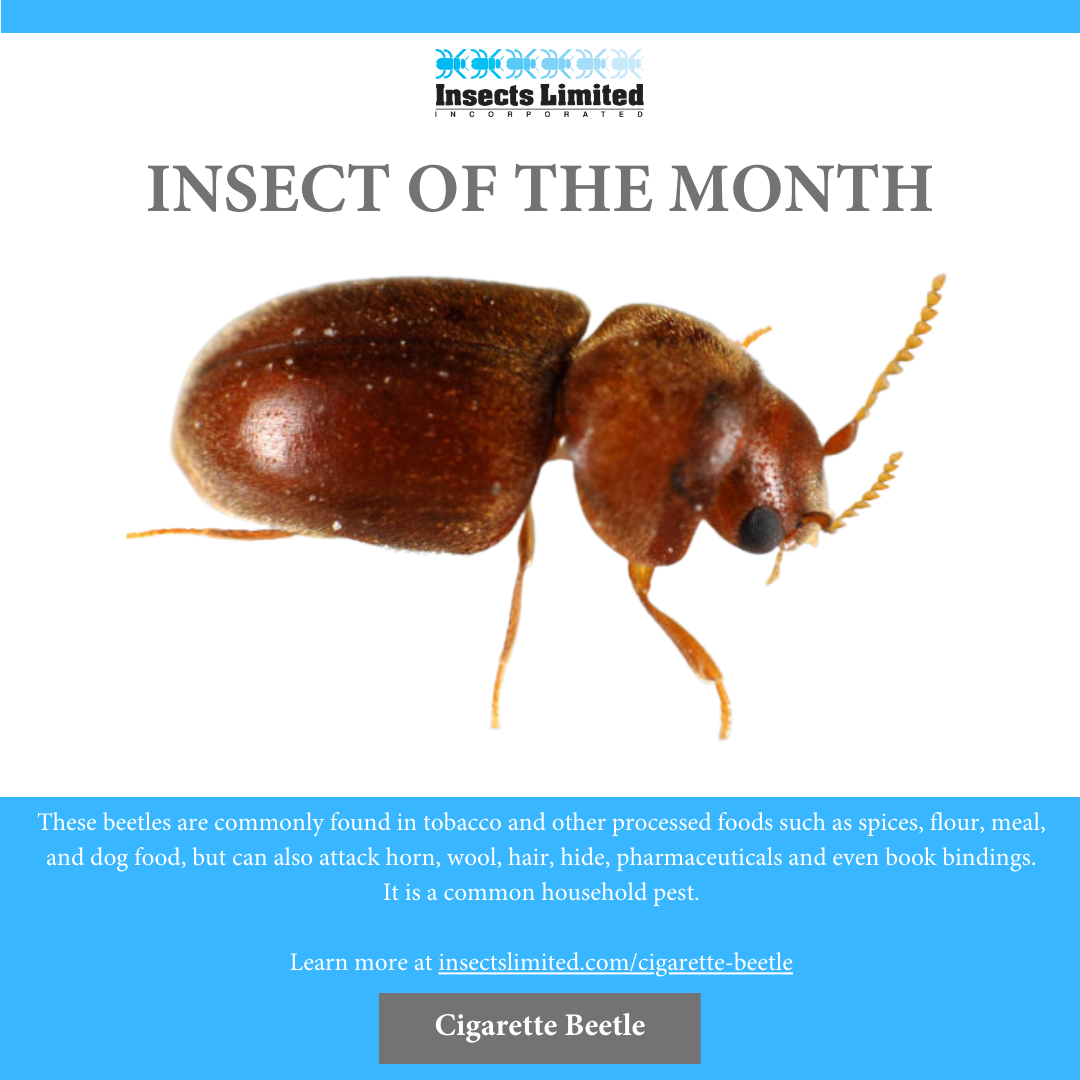 Insect of the Month: Cigarette Beetle (Lasioderma serricorne) — Insects ...