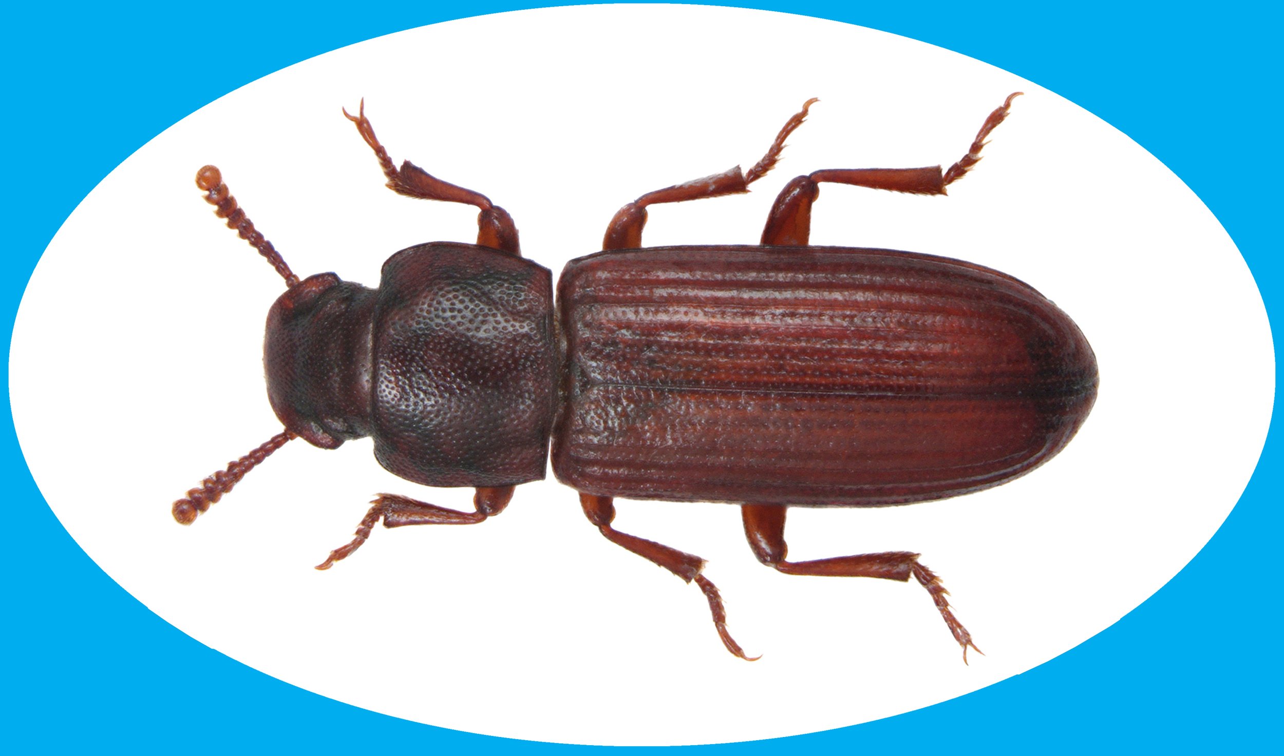 Insect of the Month - Confused Flour Beetles