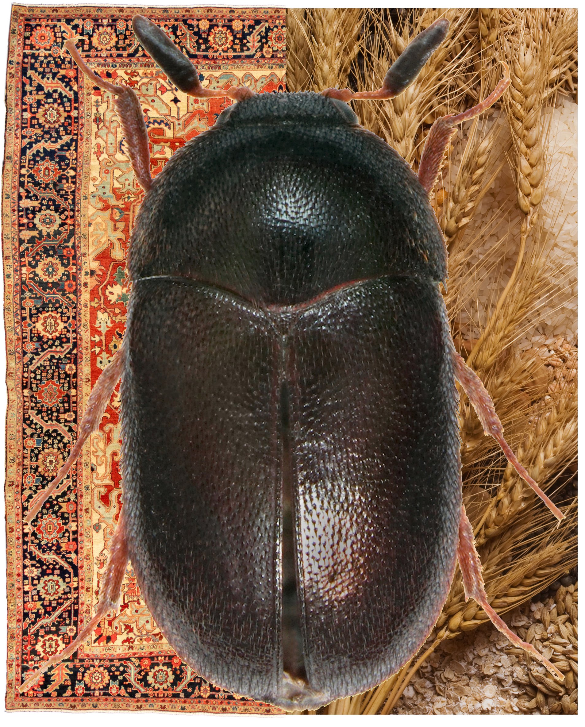 black carpet beetle - Attagenus unicolor (Brahm)