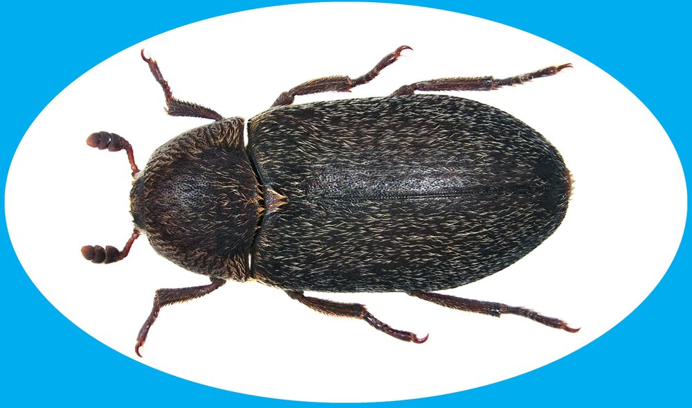 Insect of the Month Hide Beetle (Dermestes maculatus) — Insects Limited