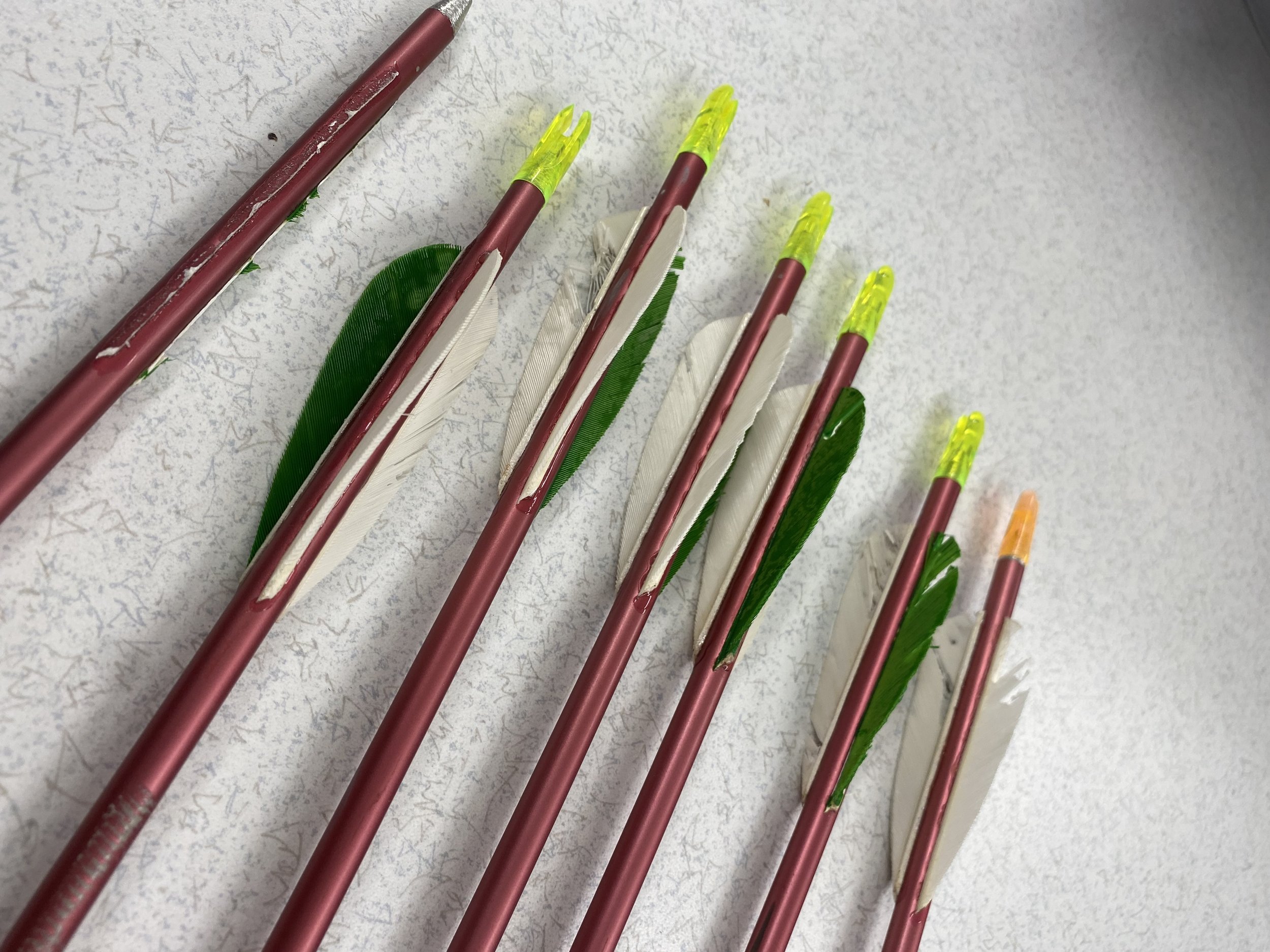 Carpet Beetles and Other Dermestids — Insects Limited