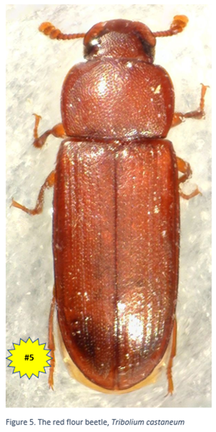The Top 5 Stored Product Insects | Insects Limited