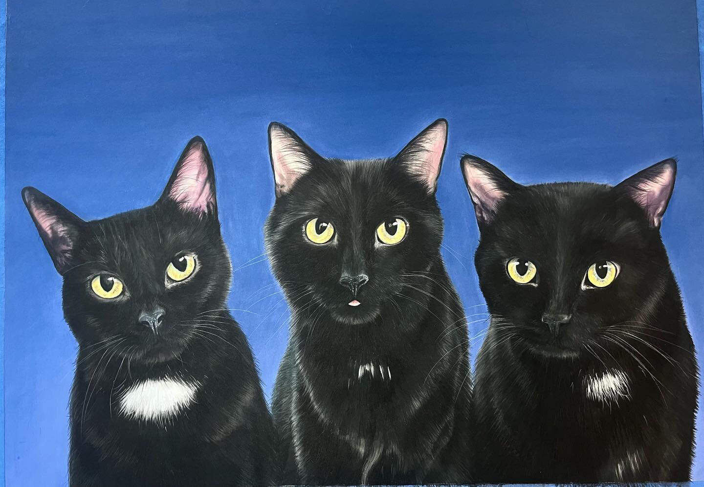 I think these three felines are done? I&rsquo;ll look tomorrow and probably find something 😂
.
I appreciate these special commissions so, so much. Thank you @grgry_clrksn for letting me capture your fur family for you 💚