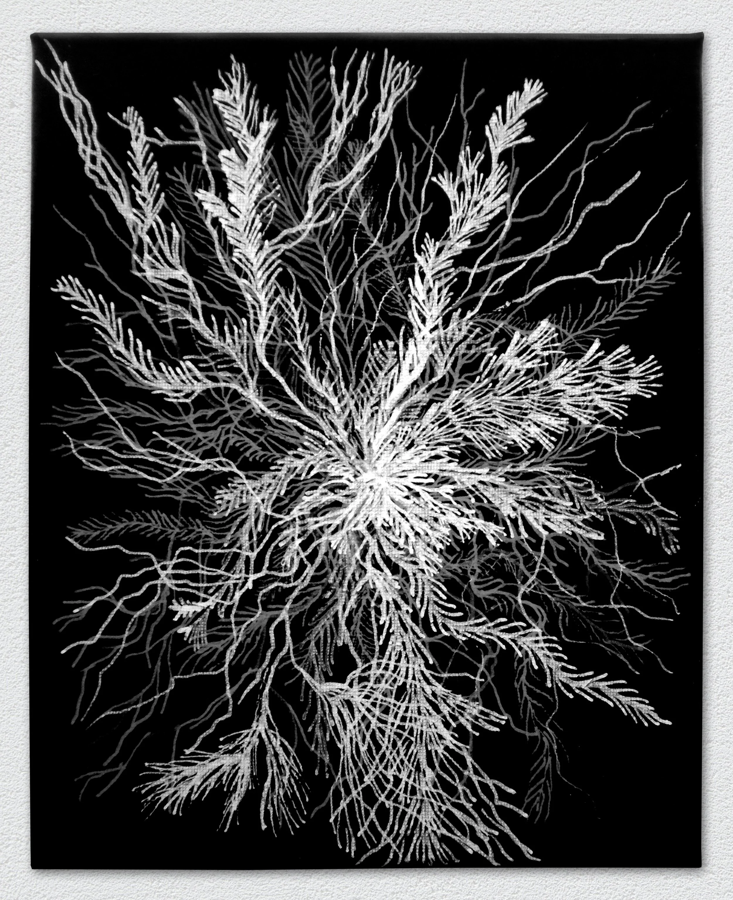 Graeme Walker - Mycelial Threads Study