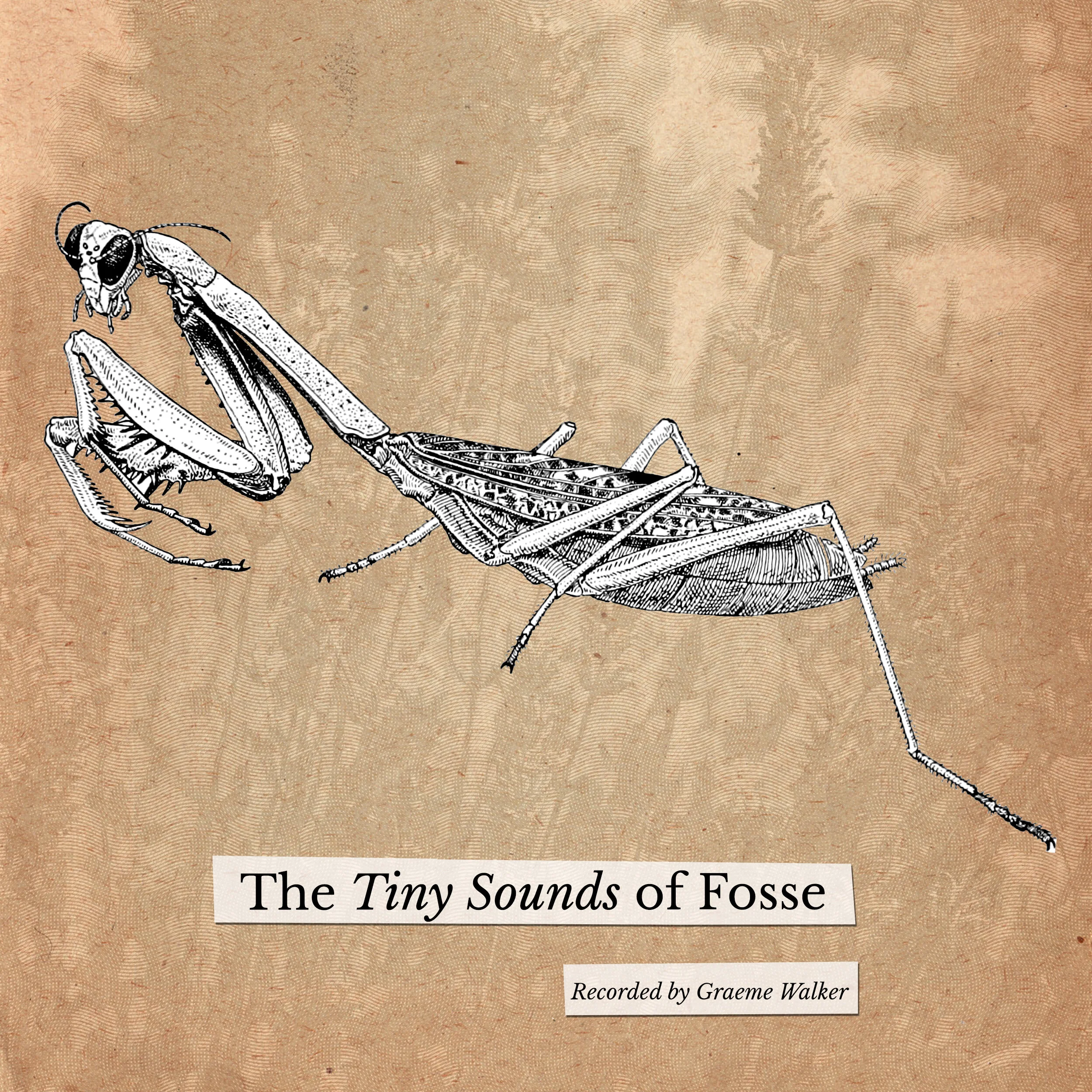 The Tiny Sounds of Fosse