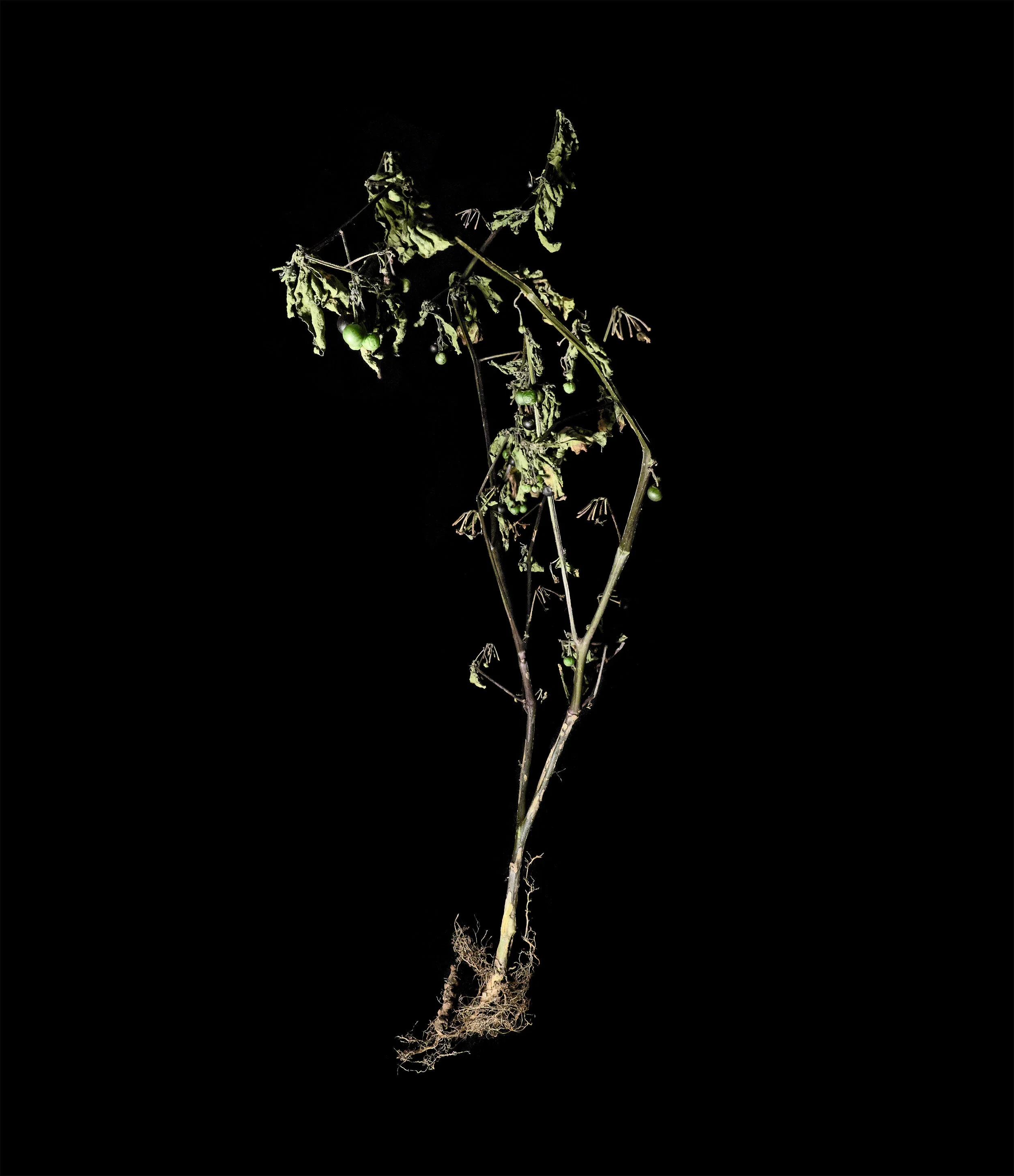 Atropa belladonna, died, dried. Digital composite. 2021.