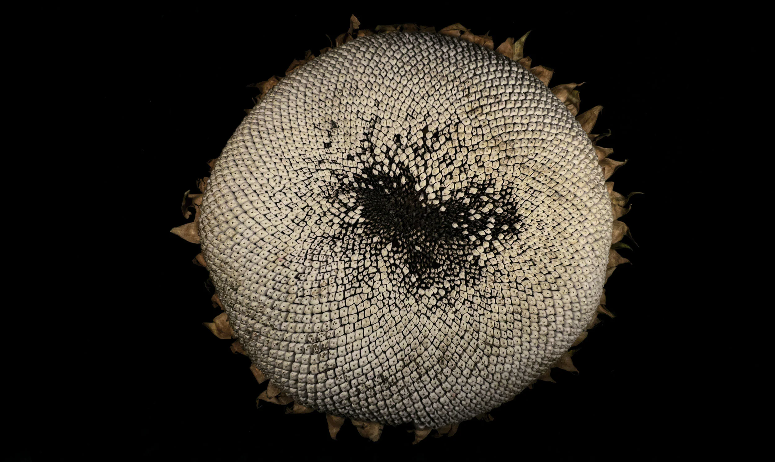 Beloved. Digital composite. 2021.