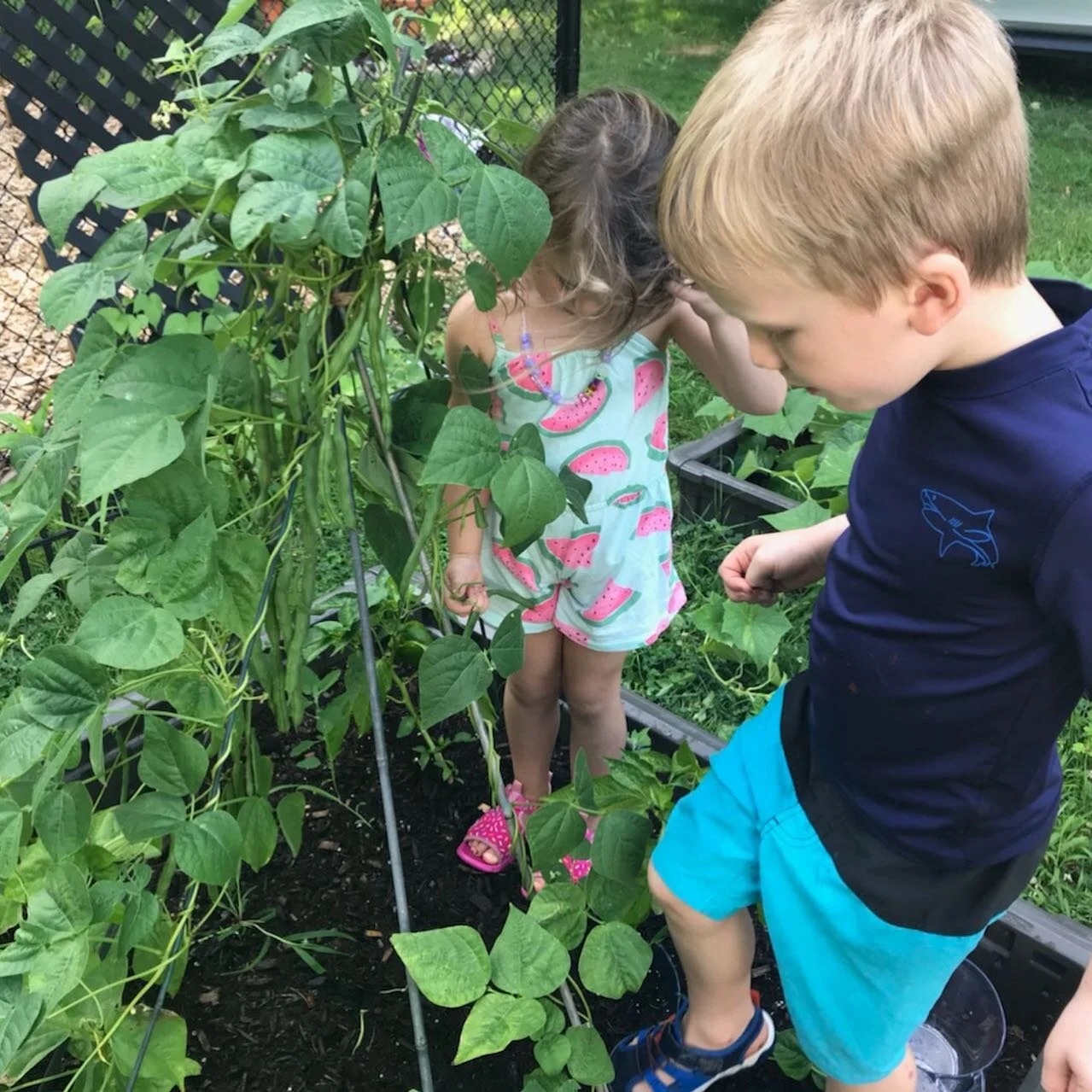 Picking and eating the green beans from our garden! 🥗🌱
.
.
.
.
#goodtogrowchildcare #southernmaine #daycaregarden #schoolgarden #gardeningforkids #daycare #preschool #preschoolactivities #greenbeans #goodtogrow #mainedaycare #eliotmaine #mainepresc