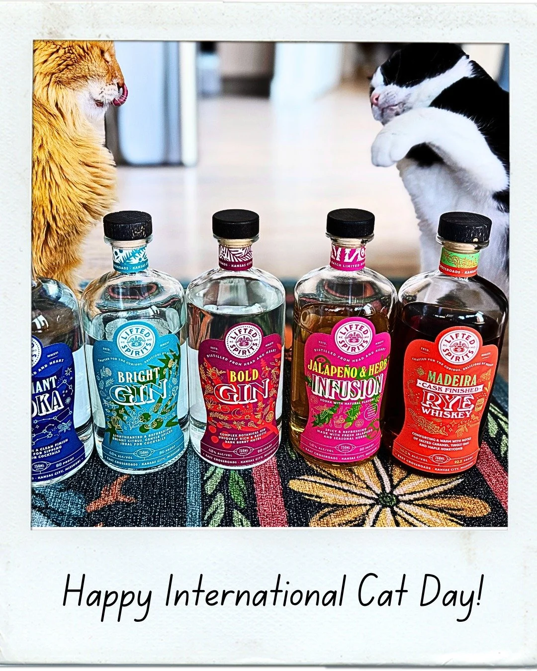 #liftyourspirits #cats #assholes