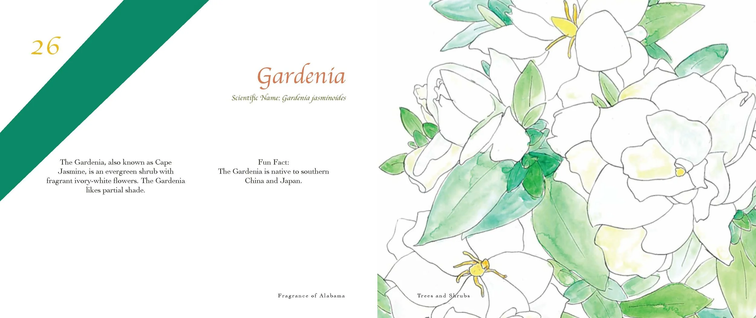 Fragrance of AL_spread_Page_14.jpg