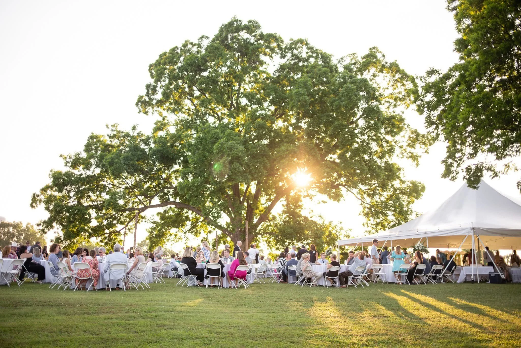 Outdoor event with numerous guests seated at white tables and chairs on a lawn under a large tree, sunlight shining through branches, and a white tent in the background.