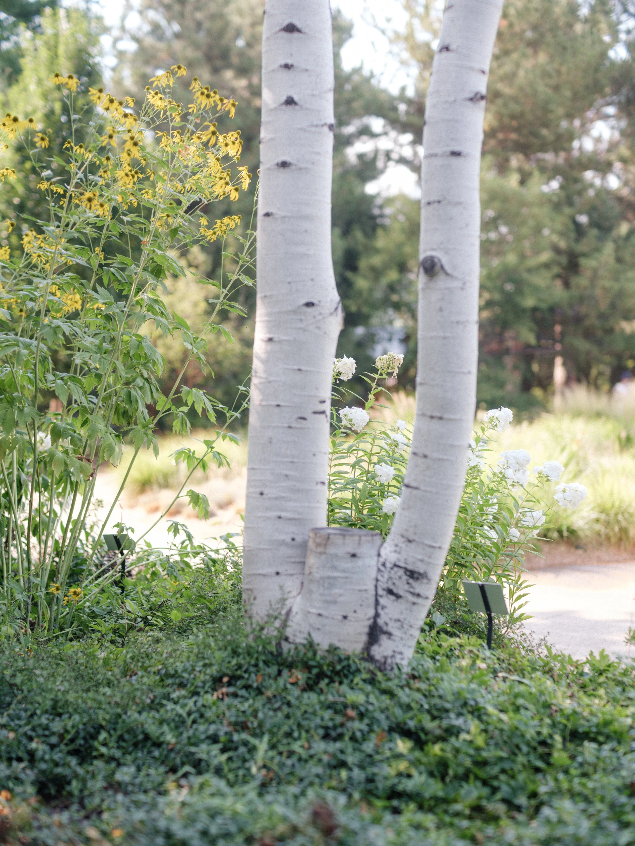 01-ceremony-WEB-.001_2026-07-31_CherylCory_Botanic Gardens, ceremony, Colorado, Denver, Summer.jpg