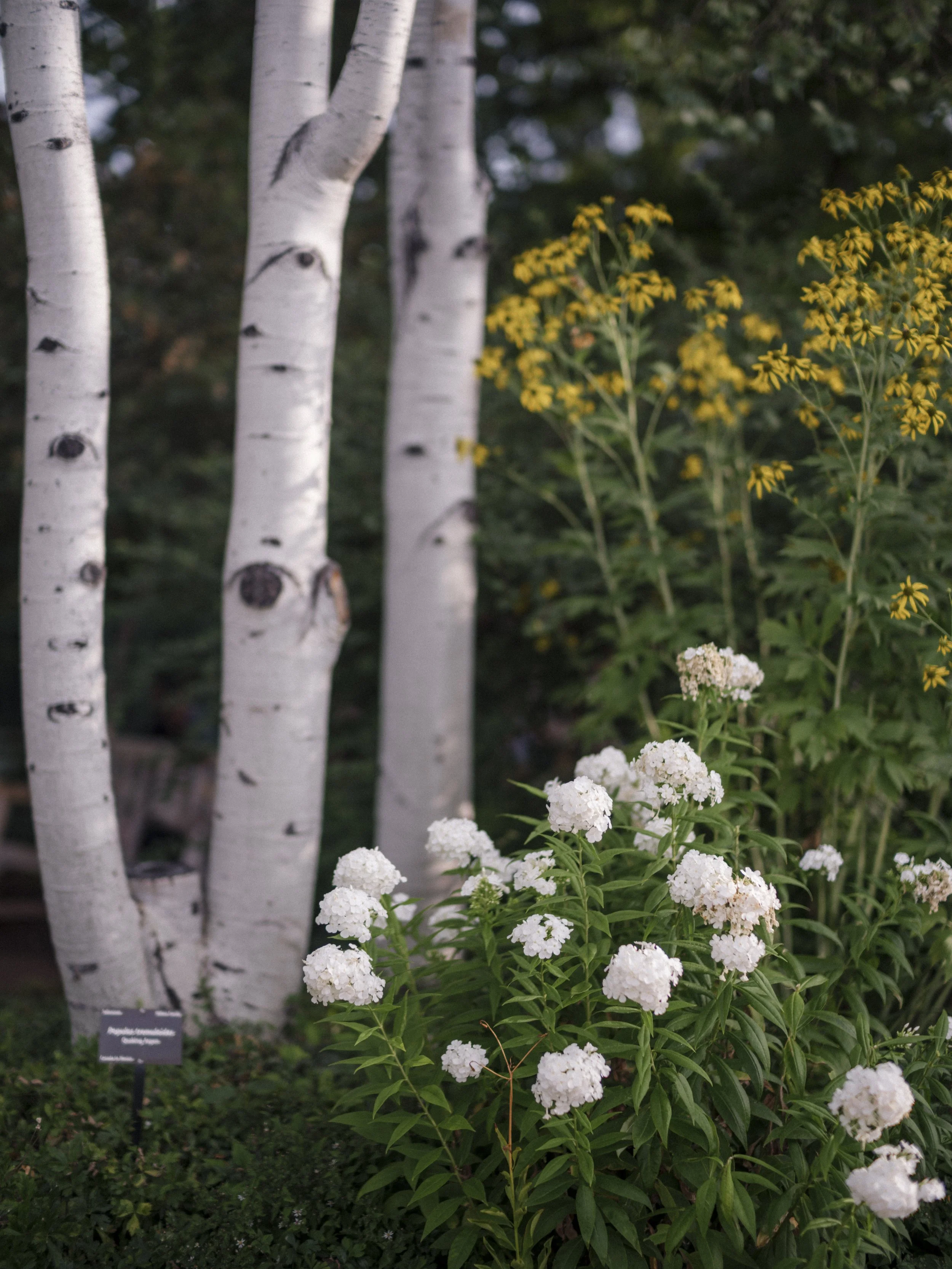 00.sneaks.001_260731-z6ii.CherylCory-09809_Denver, Sneak Peaks, Summer-.jpg