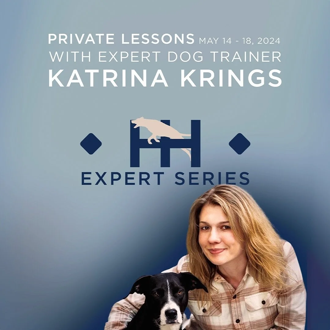 Dog Boarding — Homestead Hound