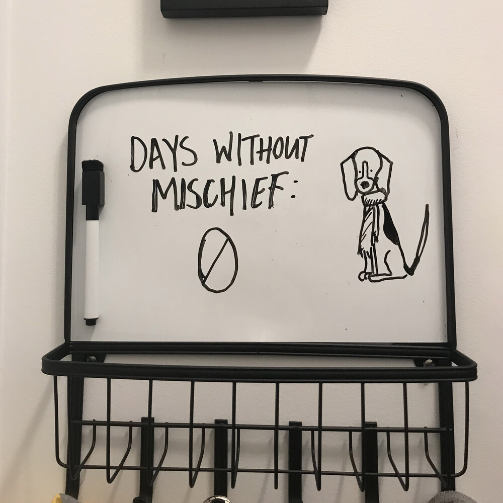   The Jonathan cartoon migrated on whiteboards in the apartment serving as a status report on Jonathan’s daily troublemaking.   