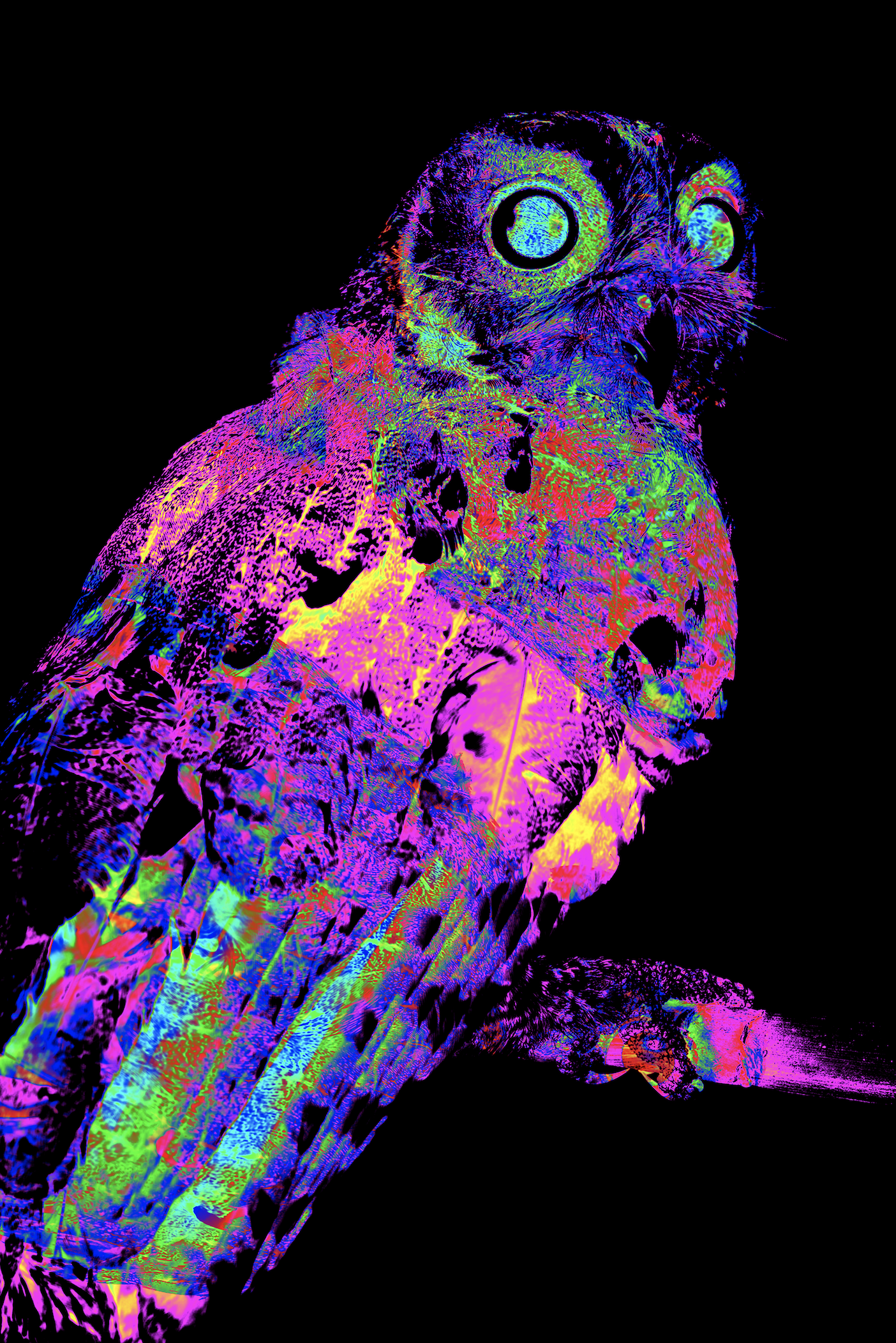 BUHO MANTILLACHAPARRO RGB .png