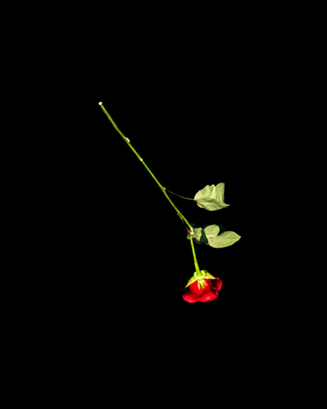 Niko Stycos-01058.jpg