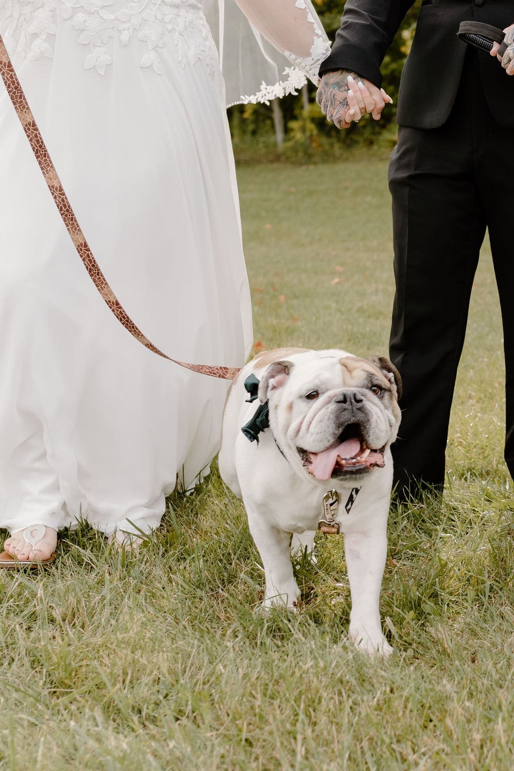 Wedding dog