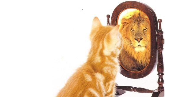 cat looking in mirror lion