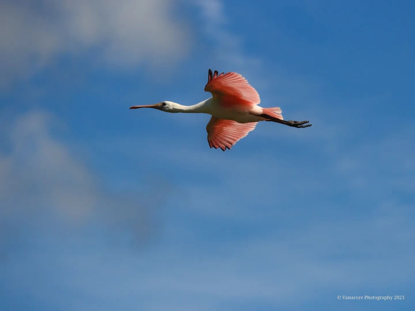 Roseate Spoonbill over Orlando Wetlands Park. Grace and color in flight. #florida #christmasflorida #orlandowetlands #orlandowetlandspark #bird #birdphotography #roseatespoonbill #spoonbill #spoony #sky #pink  #floridabirds #godcreation #glorytogod