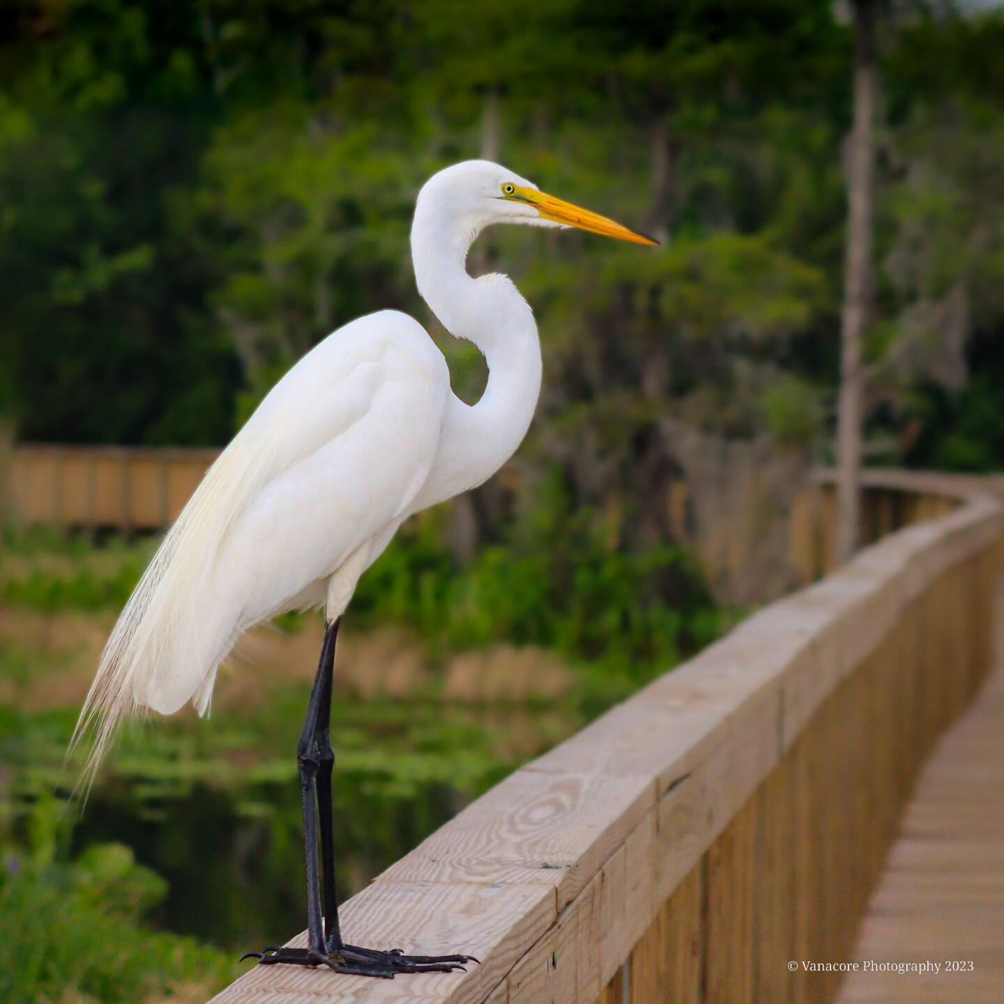 Great Egret on the boardwalk at Orlando Wetlands Park. #florida #christmasflorida #orlandowetlands #orlandowetlandspark #bird #wadingbirds #egret #greategret #birdphotography #wildlifephotography #naturephotography #godcreation #glorytogod