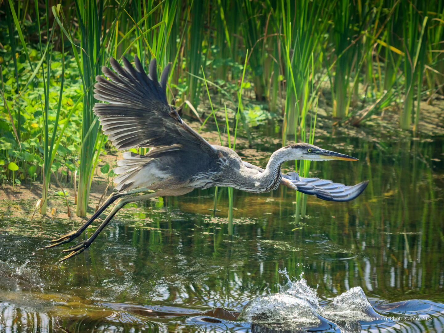A young Gret Blue Heron taking off at Orlando Wetlands Park. #florida #orlandowetlands #orlandowetlandspark #christmasflorida #bird #greatblueheron #wadingbirds #birdphotography #wildlifephotography #naturephotography #godcreation #glorytogod