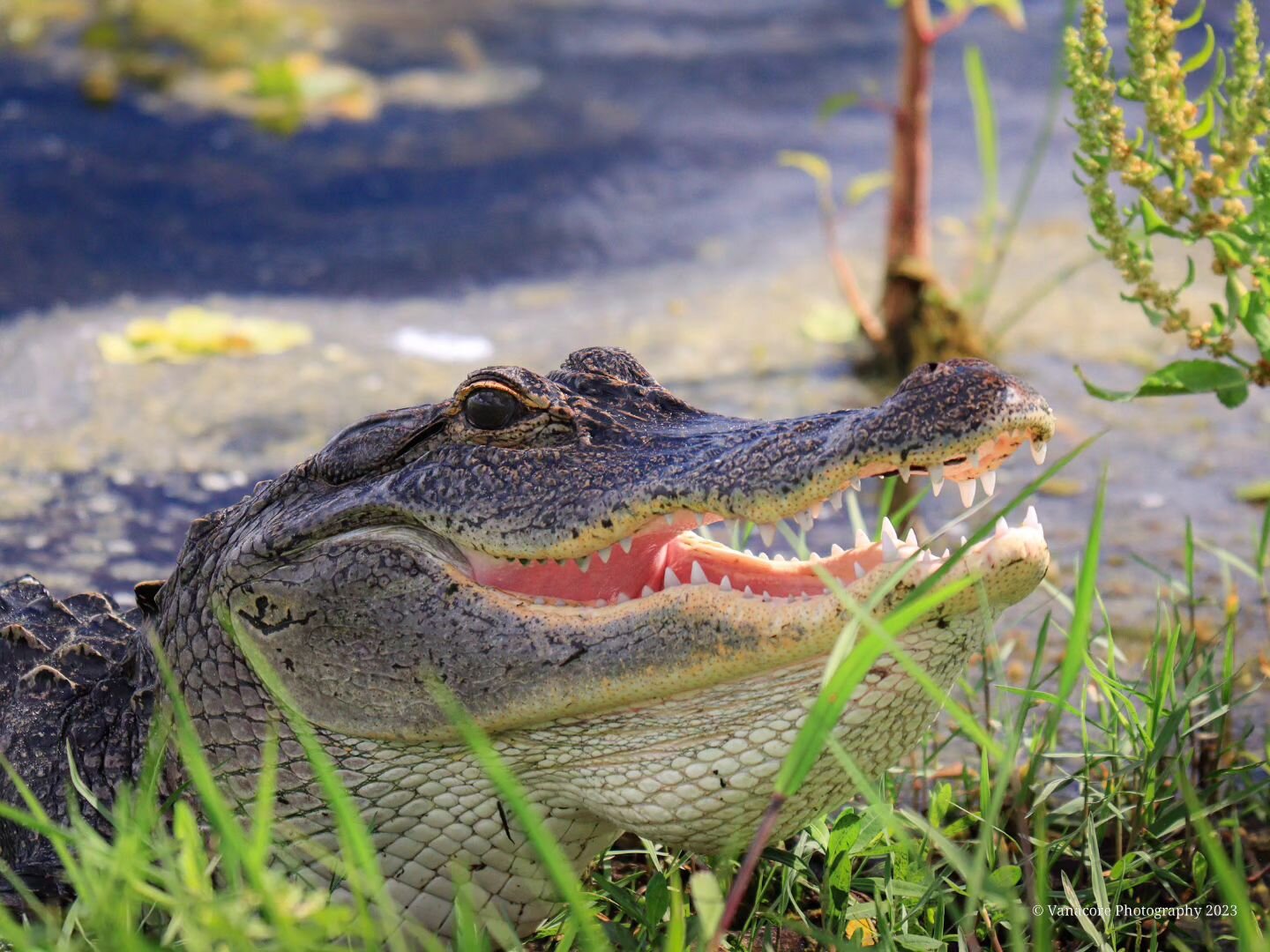 America Alligator sunning at Orlando Wetlands Park 6-4-2023. #florida #christmasflorida #orlandowetlands #orlandowetlandspark #alligator #nature #naturephotography #wildlifephotography #floridawildlifephotography #reptile #godcreation #glorytogod