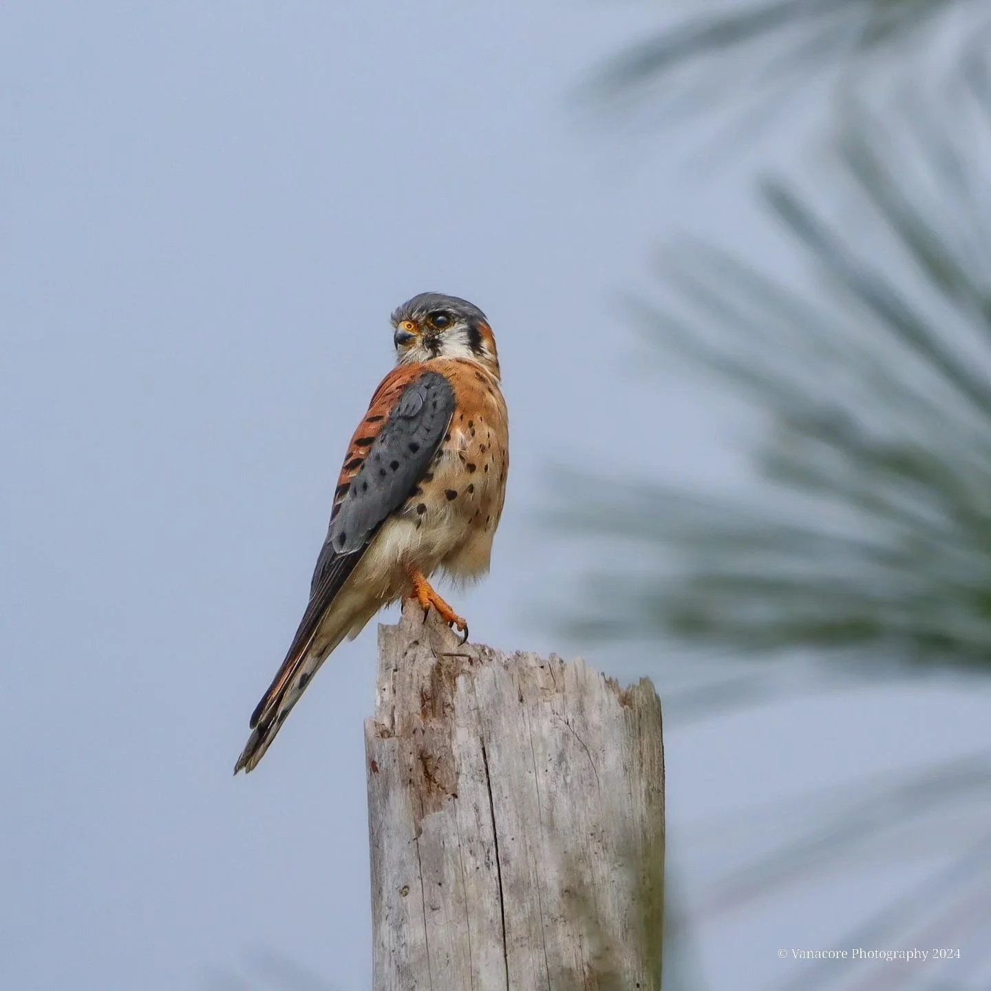 The watcher.
An American Kestrel scanning its surroundings at Orlando Wetlands. 
#florida #orlandowetlands #christmasflorida #bird #americankestrel #birdofprey #birdphotography #floridawildlifephotography #wildlifephotography #naturephotography #flor