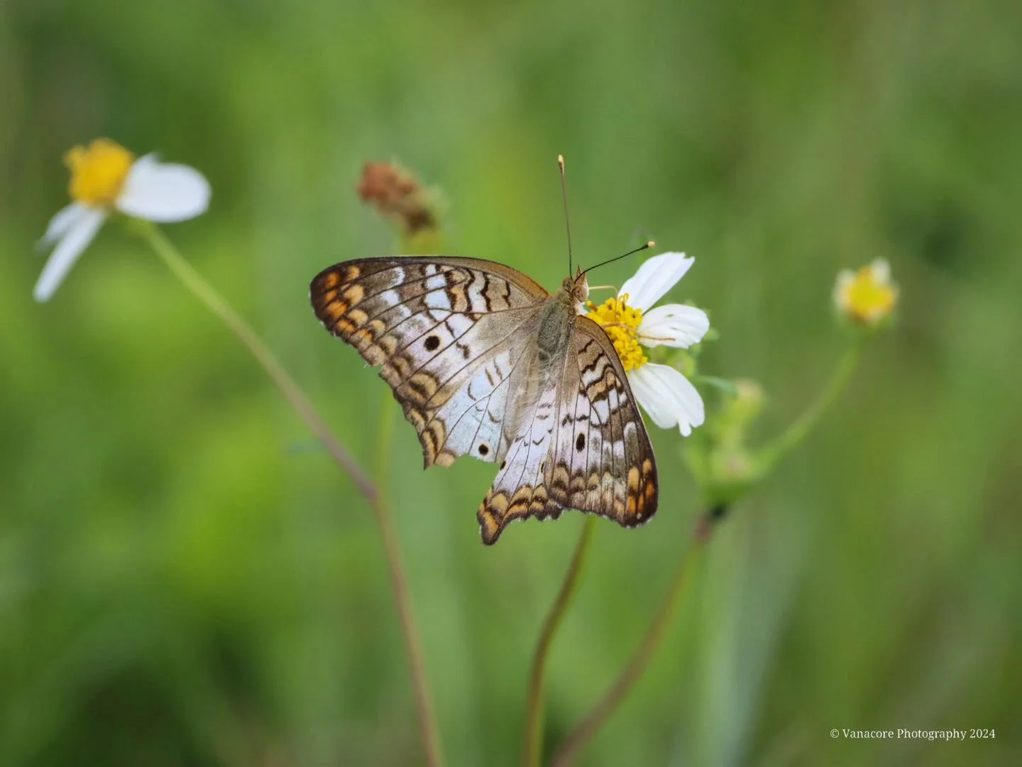 Bucolic 
White Peacock enjoying wildflowers at Orlando Wetlands. 
#florida #orlandowetlands #christmasflorida #butterfly #whitepeacock #anartiajatrophae #naturephotography #floridanaturephotography #canon #canonphotography #canon_usa #canon_users #si