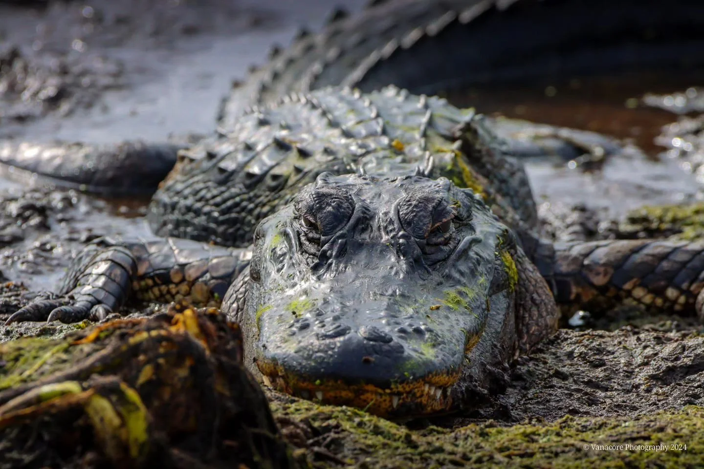 A day at the spa. 
A gator is enjoying a mud bath at Orlando Wetlands.
#florida #orlandowetlands #christmasflorida #alligator #gator #americanalligator #floridawildlifephotography #wildlifephotography #naturephotography #floridanaturephotography #can