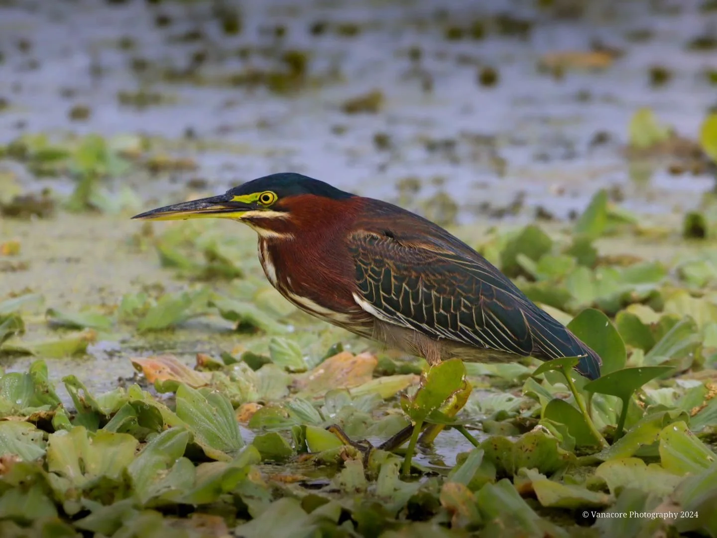 Green on green.
A Green Heron (Butorides Virescens) at Orlando Wetlands. 
#florida #orlandowetlands #christmasflorida #bird #greenheron #butoridesvirescens #birdphotography #floridawildlifephotography #wildlifephotography #naturephotography #floridan