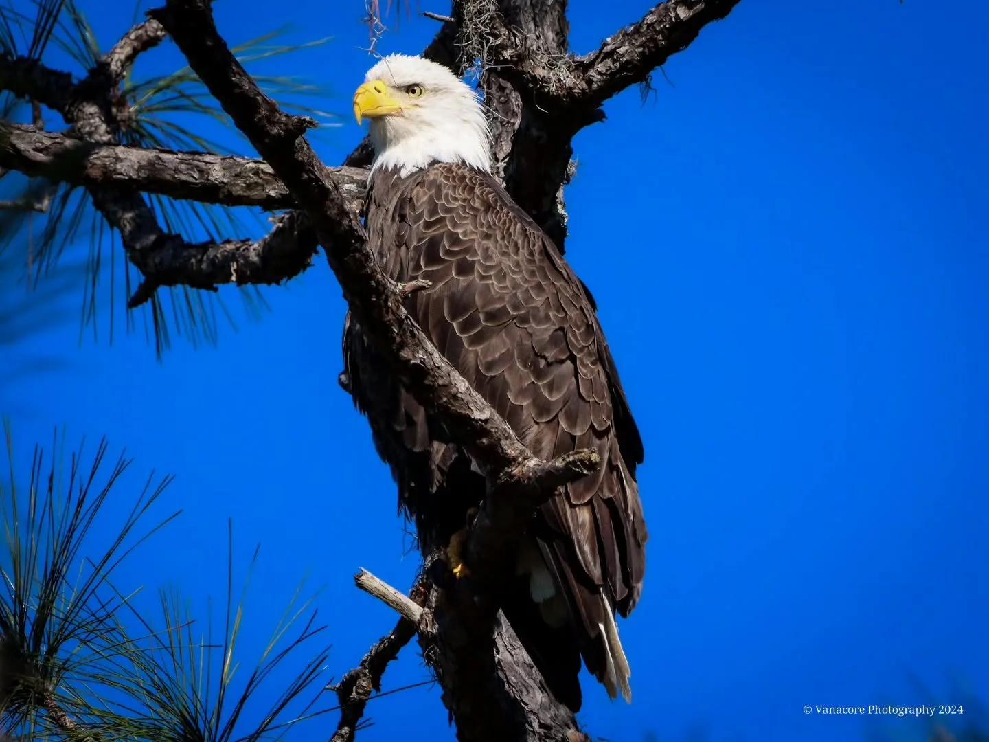 Sentry
Not far from the nest, this Bald Eagle (Haliaeetus Leucocephalus) is on watch duty, and nothing will go undetected.
#florida #orlandowetlands #christmasflorida #bird #baldeagle #haliaeetusleucocephalus #raptor #birdofprey #birdphotography #flo