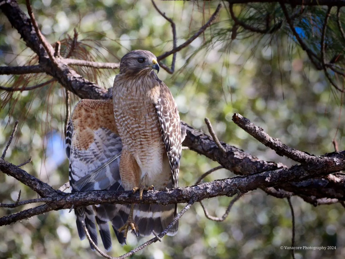 Equilibrium. 
A Red Shouldered Hawk (Buteo Lineatus) balancing while rearranging its feathers at Orlando Wetlands. 
#florida #orlandowetlands #christmasflorida #bird #redshoulderhawk #buteolineatus #birdphotography #floridawildlifephotography #wildli