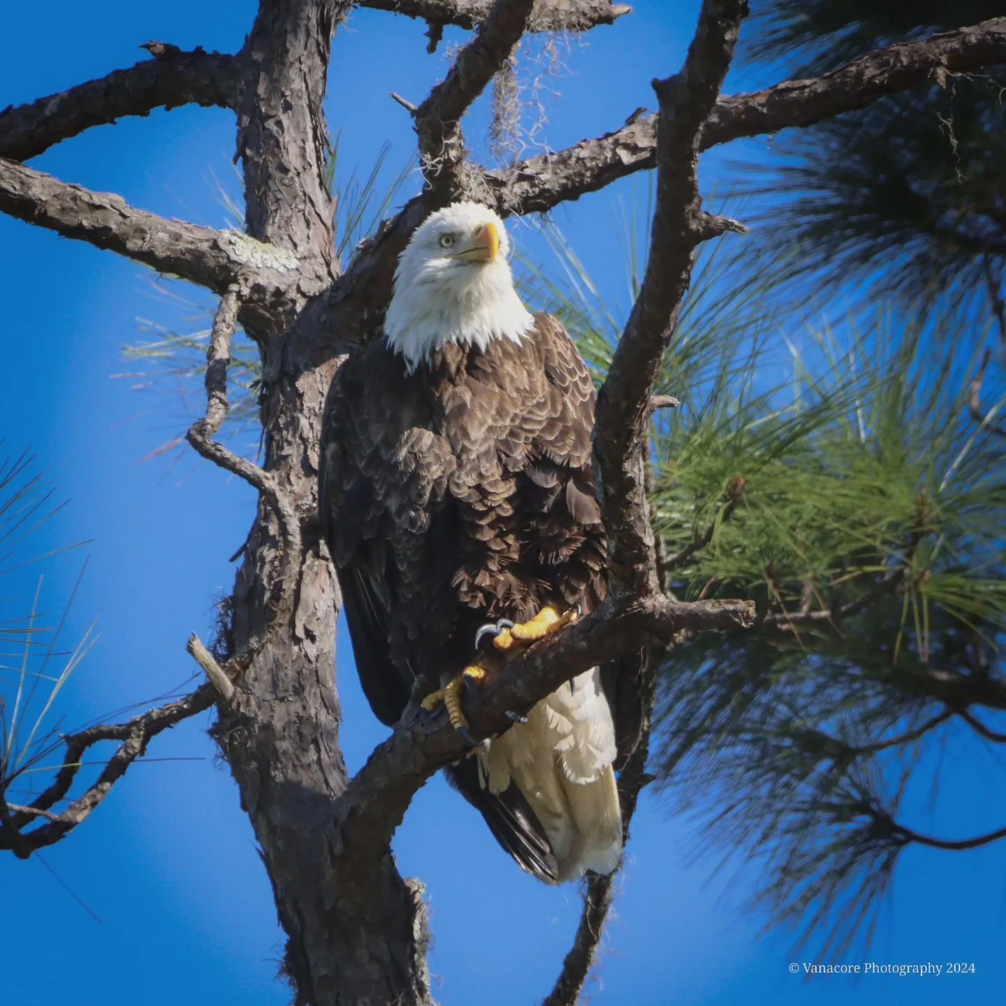 Spotted. 
A Bald Eagle detects a potentiel threat nearing the nest.
#florida #orlandowetlands #christmasflorida #bird #raptor #eagle #baldeagle #haliaeetusleucocephalus #birdofprey #birdphotography #floridawildlifephotography #wildlifephotography #na
