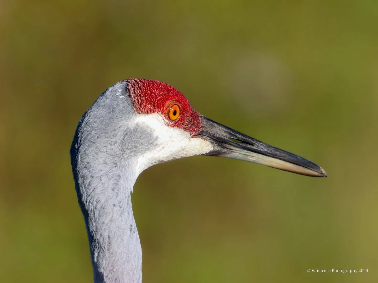 Close-up of a Crane.
A Sandhill Crane (Antigone Canadensis) on a bright day at Orlando Wetlands. 
#florida #orlandowetlands #christmasflorida #bird #crane #sandhillcrane #antigonecanadensis #birdphotography #floridawildlifephotography #wildlifephotog