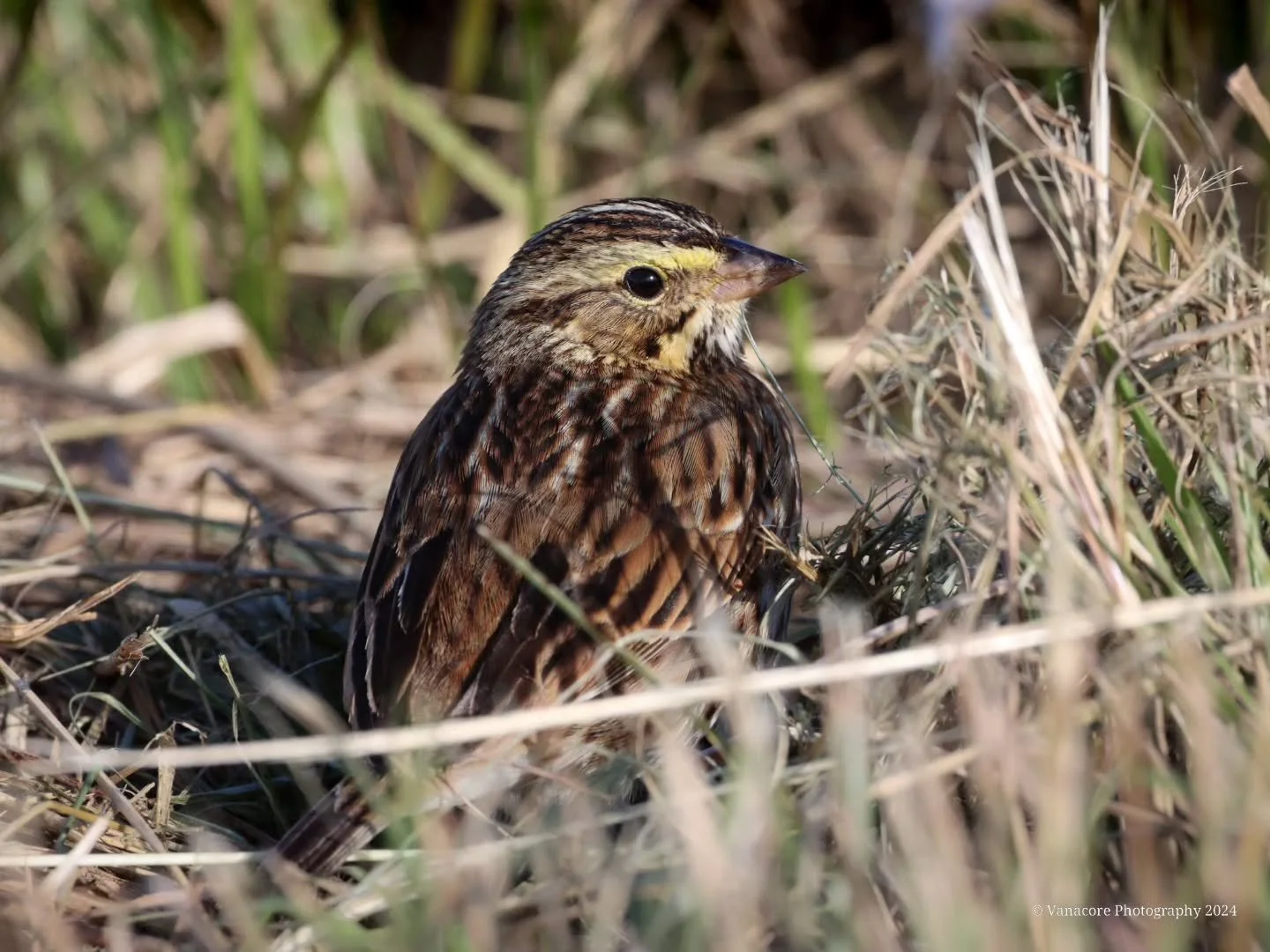 Sparrow 
Swamp? Savanna? What kind of sparrow is this adorable little thing? Please help ID.