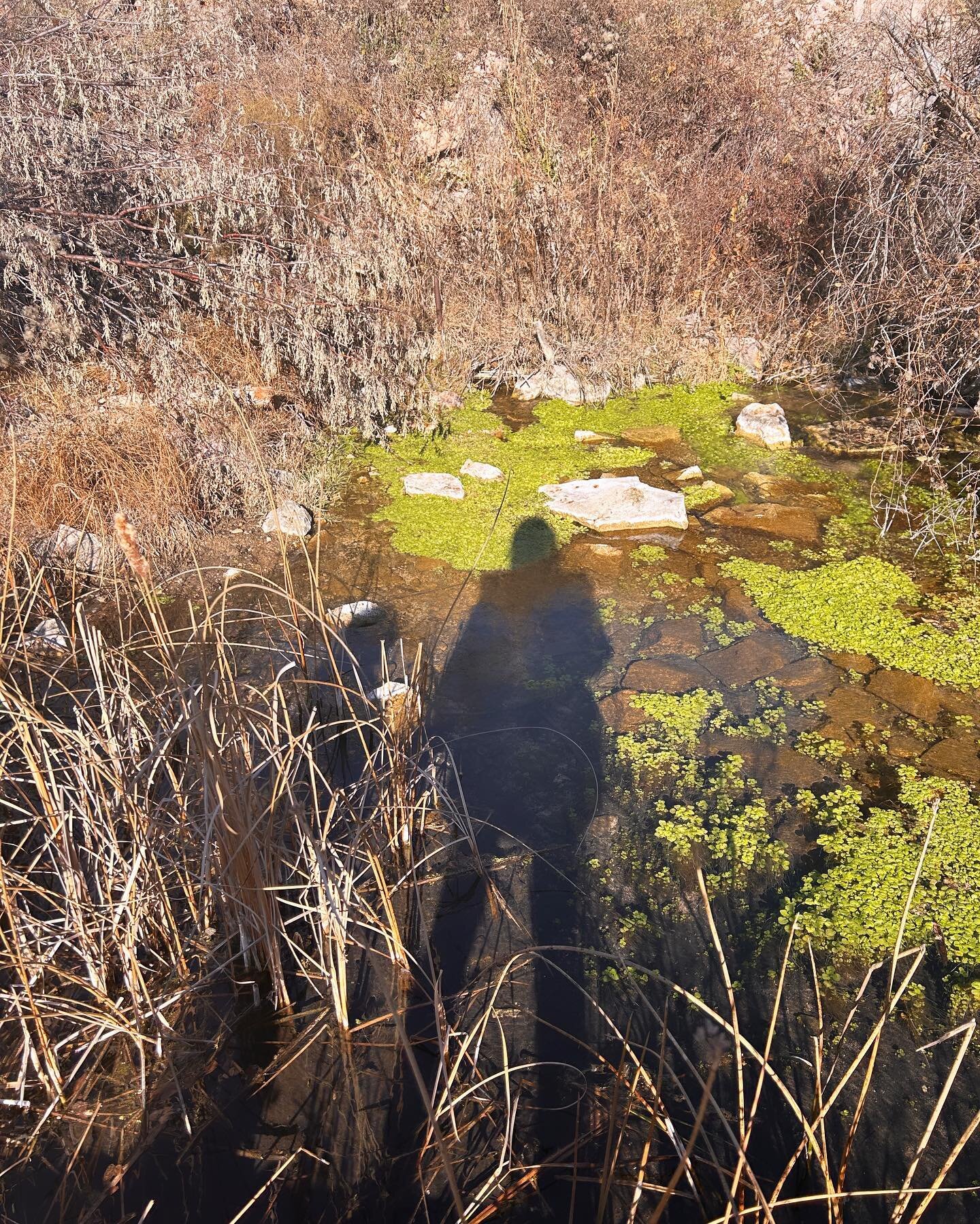 There goes the sky, holding what bones cannot

&mdash;

Look, the trees
are turning
their own bodies
into pillars

of light,
are giving off the rich
fragrance of cinnamon
and fulfillment,

the long tapers
of cattails
are bursting and floating away ov