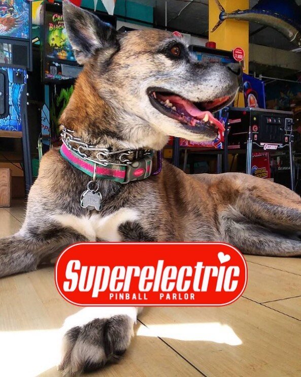 Do as Elka do and chill out @superelectricpinball this weekend! Charming attentive bartenders working all weekend!
#dogsofinstagram #parlordogs #pinball #gordonsquareartsdistrict #cle