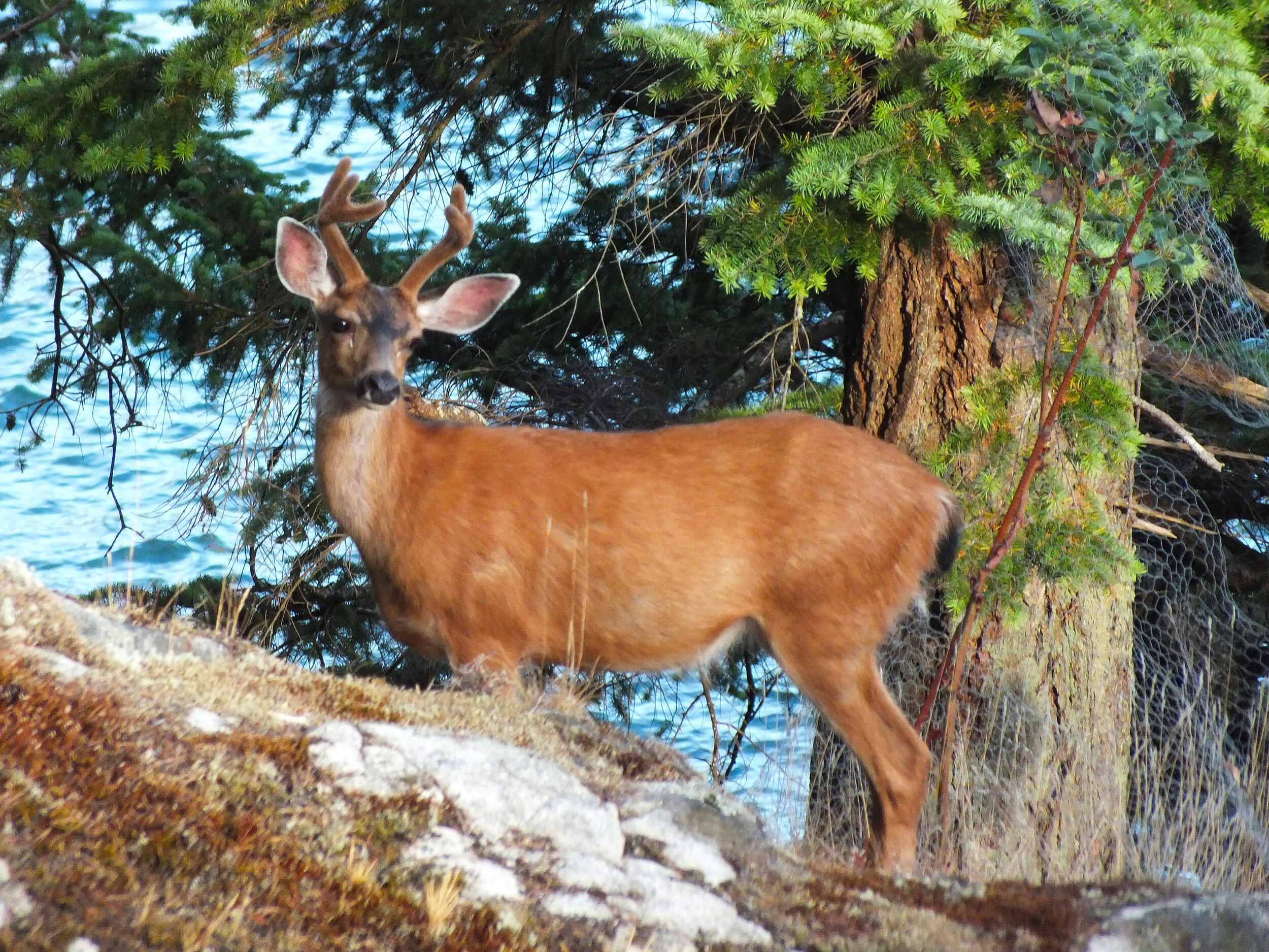 Gambier - 3-point buck deer close-up 2015-07-17 DSCF2374.JPG
